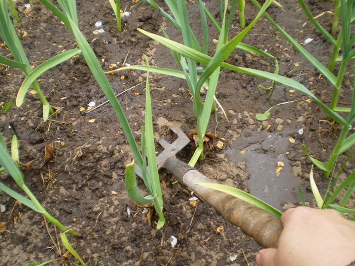 Как вырастить чеснок (30 фото) — правила выращивания ярового и озимого чеснока