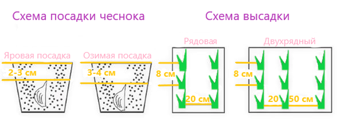Схема посадки зимнего чеснока