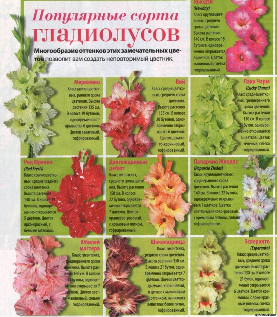 Как вырастить гладиолус из луковицы в 2023 году?