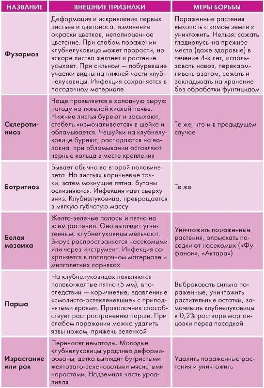 Как вырастить гладиолус из луковицы в 2023 году?