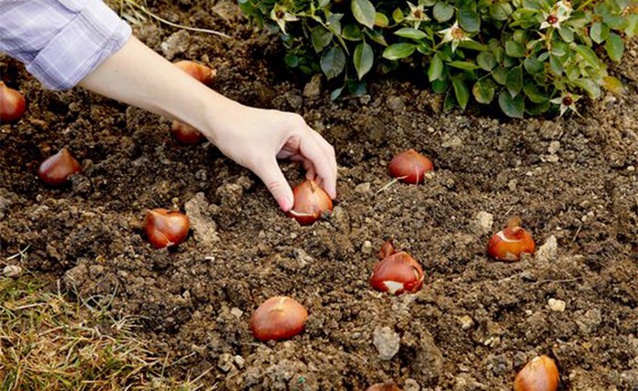 Как вырастить гладиолус из луковицы в 2023 году?