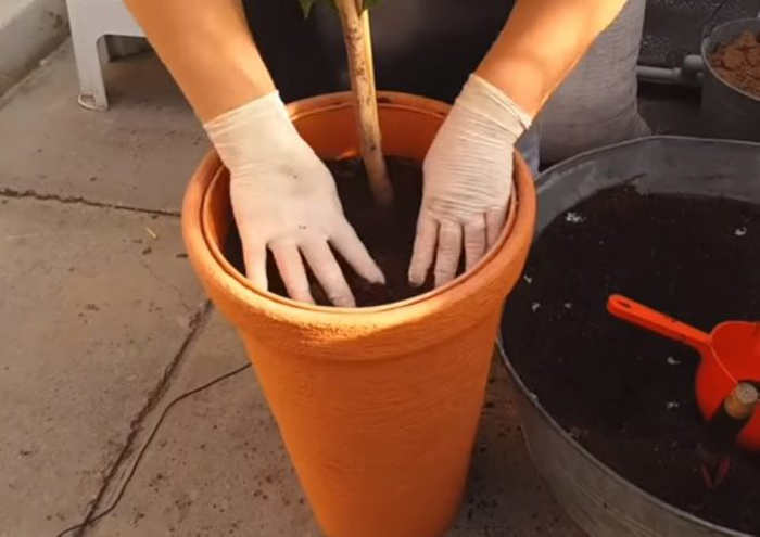 Как вырастить манго из косточки — 100% успешный способ