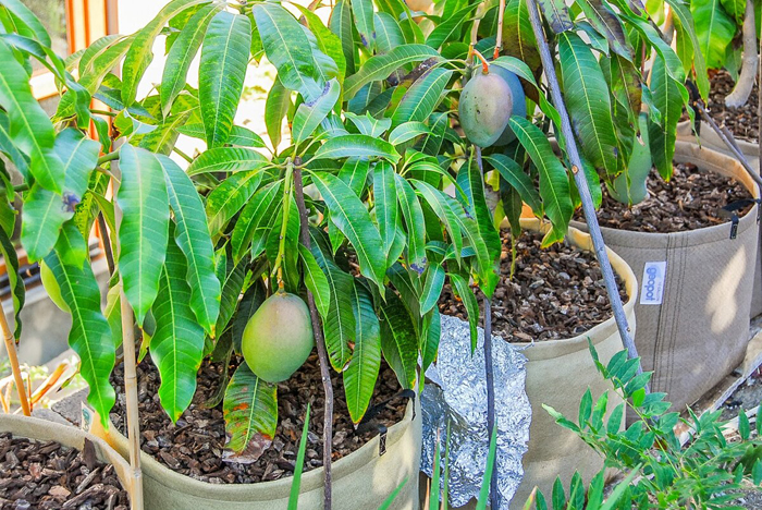 Как вырастить манго из косточки — 100% успешный способ