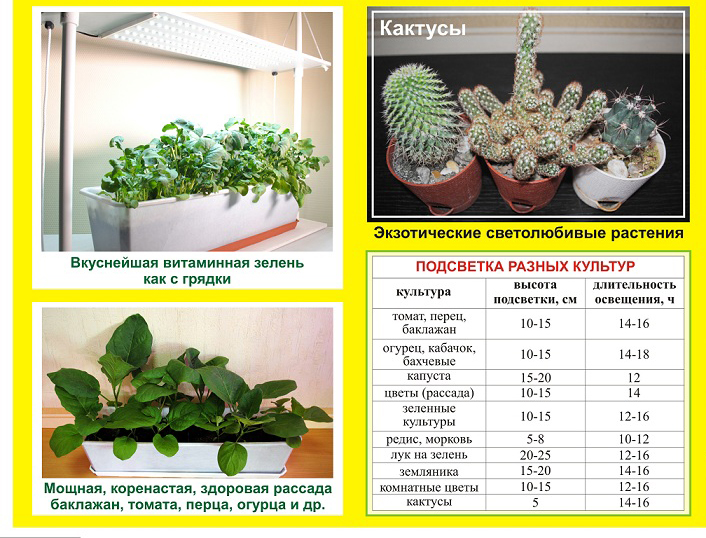 Какие лампы нужны для рассады