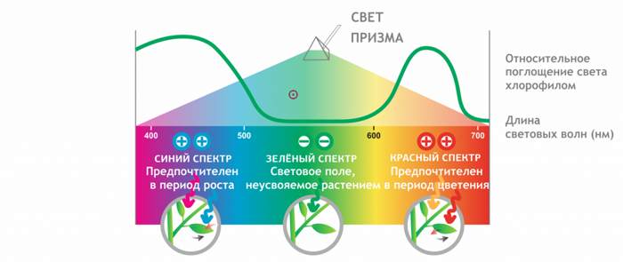 Какие лампы нужны для рассады