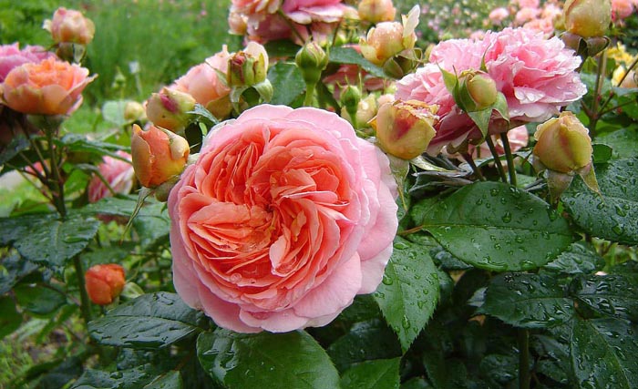 Канадские розы – 20 сортов с фото и описанием