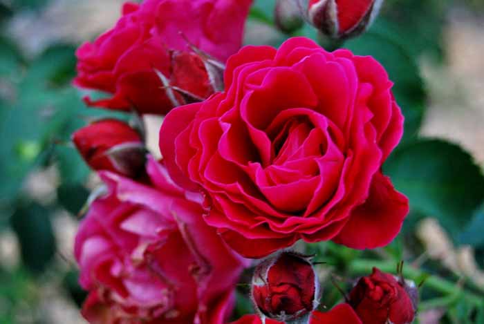 Канадские розы – 20 сортов с фото и описанием