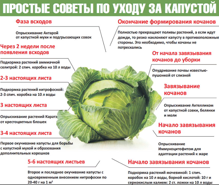 Схема капусты огородной