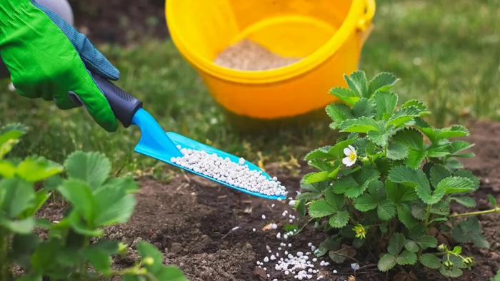 Карбамид (мочевина) — применение в саду и огороде, инструкция