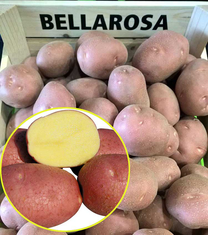 Картофель Беллароза (40 фото) — описание сорта, посадка, уход