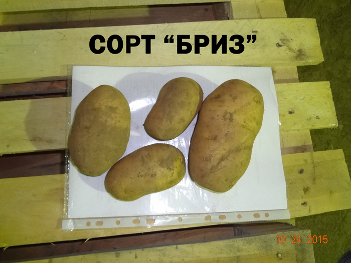 Картофель Бриз (35 фото) – описание сорта и отзывы