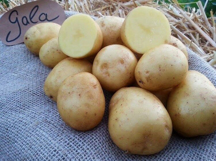 Картофель Гала — характеристика сорта, его вкусовые качества, выращивание и отзывы