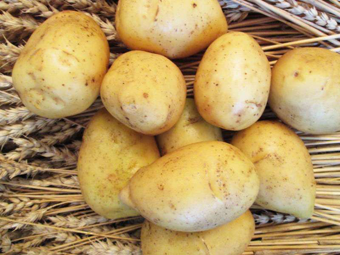 Картофель Гала — характеристика сорта, его вкусовые качества, выращивание и отзывы