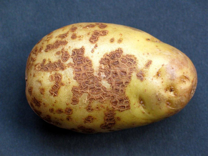 Картофель Коломбо (50 фото) – описание сорта, вкусовые качества, отзывы