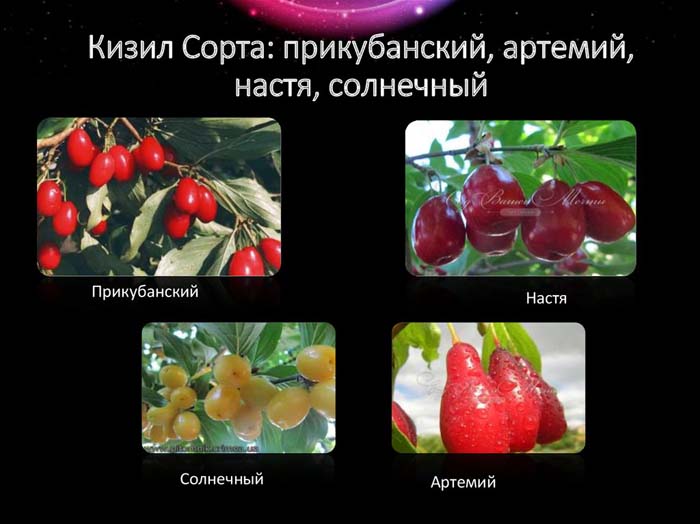 Кизил в Подмосковье: сорта, как выращивать в 2023 году