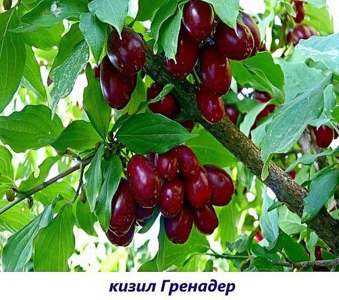 Кизил в Подмосковье: сорта, как выращивать в 2023 году