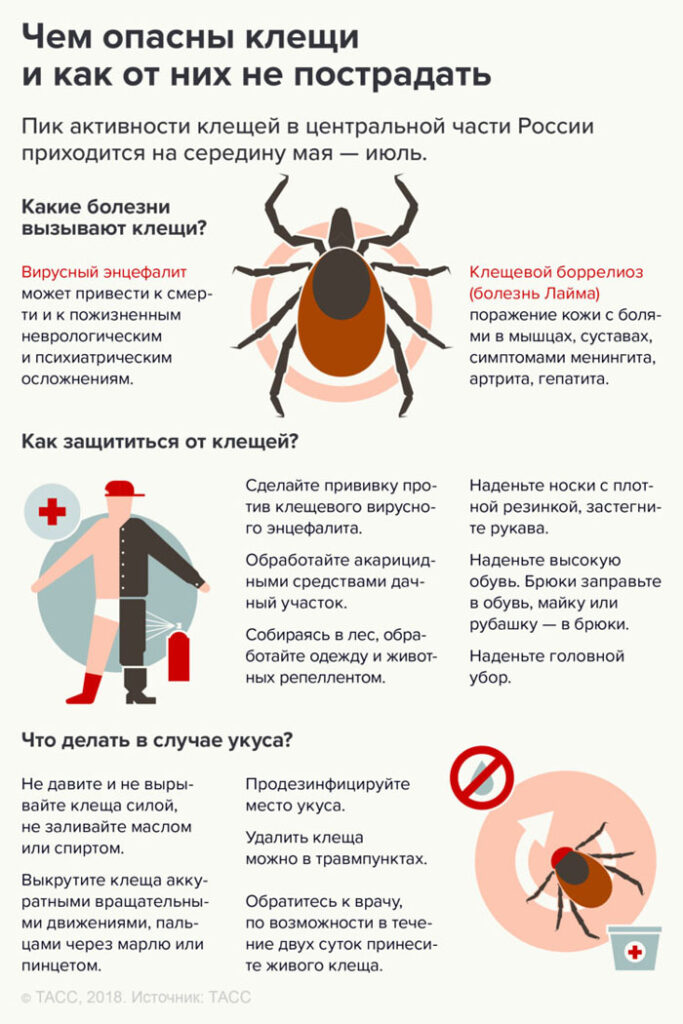 Клещи на участке — как избавиться народными средствами, препараты для обработки