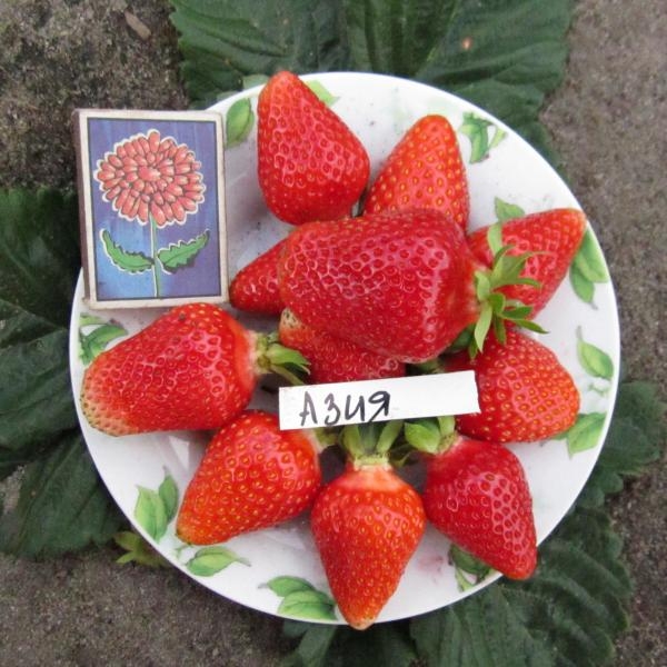 Клубника азия картинки