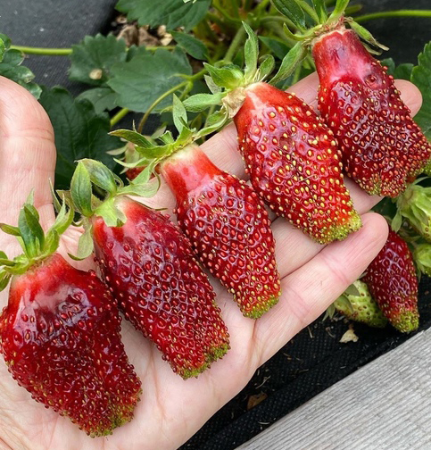 Клубника Купчиха — описание сорта, фото, отзывы
