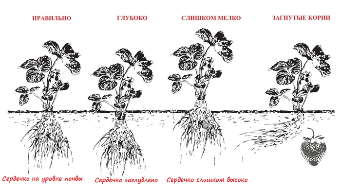 Клубника Купчиха — описание сорта, фото, отзывы