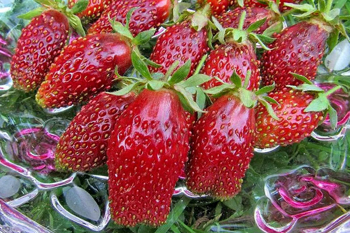 Клубника Купчиха — описание сорта, фото, отзывы