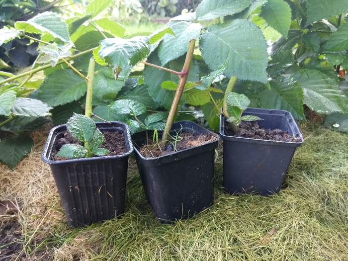 Когда и как посадить ежевику: тонкости выращивания крупной ежевики