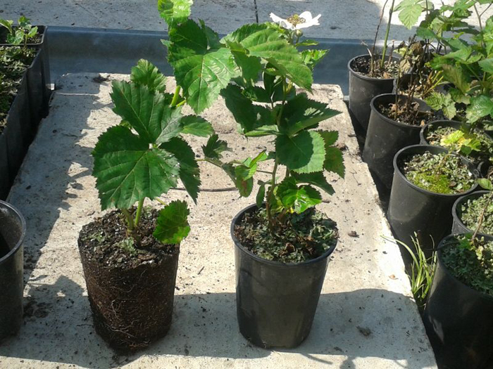 Когда и как посадить ежевику: тонкости выращивания крупной ежевики