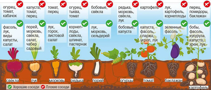 Когда и как сажать морковь в 2023 году – сроки и технология посадки