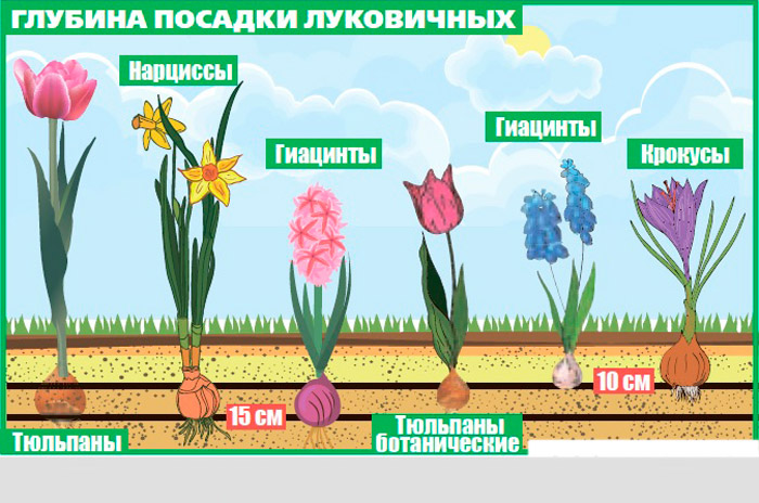 Схема посадки тюльпанов
