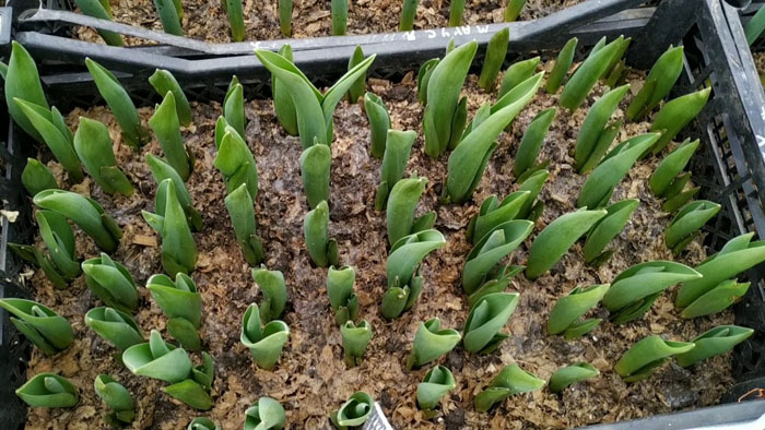 Когда и как сажать тюльпаны в 2023 году: весной, осенью, на выгонку к 8 Марта