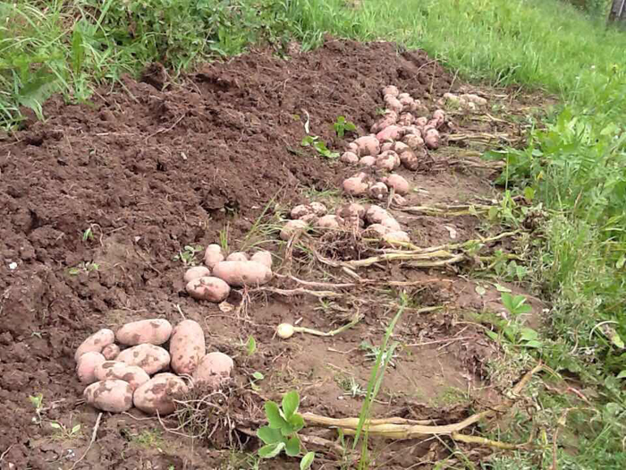 Когда копать картофель 2022: сроки и признаки созревания