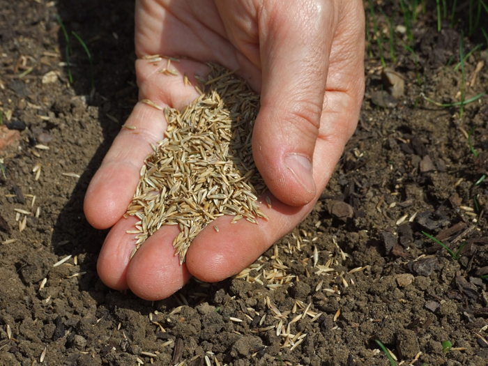 Когда лучше сеять газонную траву весной и осенью, подготовка почвы, особенности посева