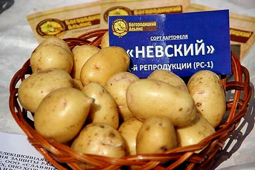 Когда сажать картофель в Сибири в 2022 году