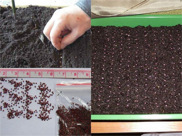 Когда сажать клубнику на рассаду в 2023 году – сроки и как правильно сажать клубнику семенами