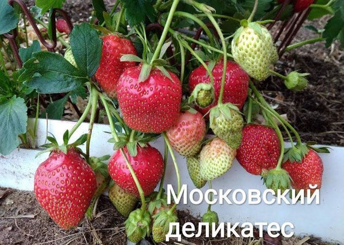 Когда сажать клубнику на рассаду в 2023 году – сроки и как правильно сажать клубнику семенами