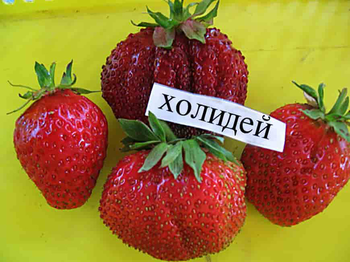 Когда сажать клубнику в Подмосковье в 2023 году