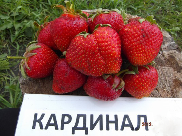 Когда сажать клубнику в Подмосковье в 2023 году