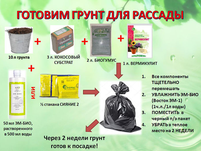 Когда сажать лук на рассаду в 2023 году