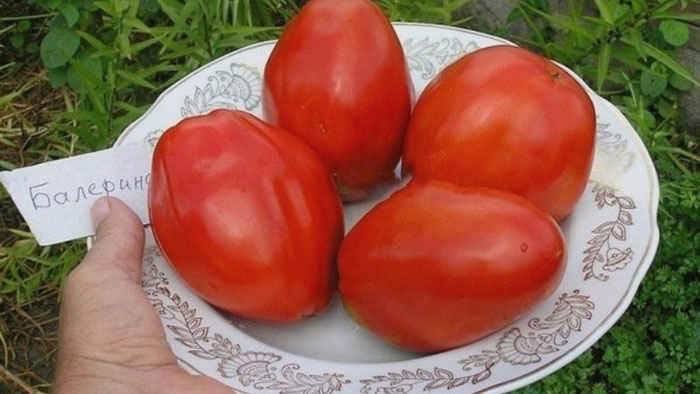 Когда сажать помидоры на Урале в 2023 году