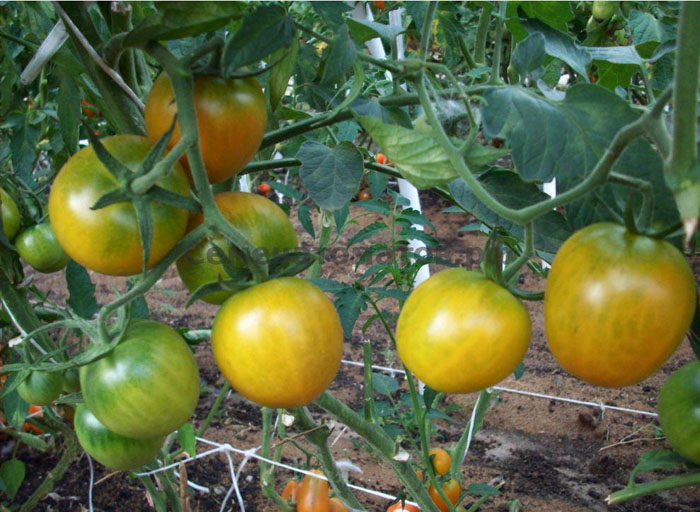 Когда сажать помидоры на Урале в 2023 году