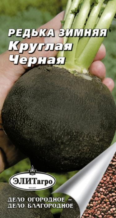 Когда сажать редьку в 2023 году