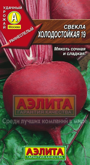Когда сажать свеклу в Сибири в 2023 году