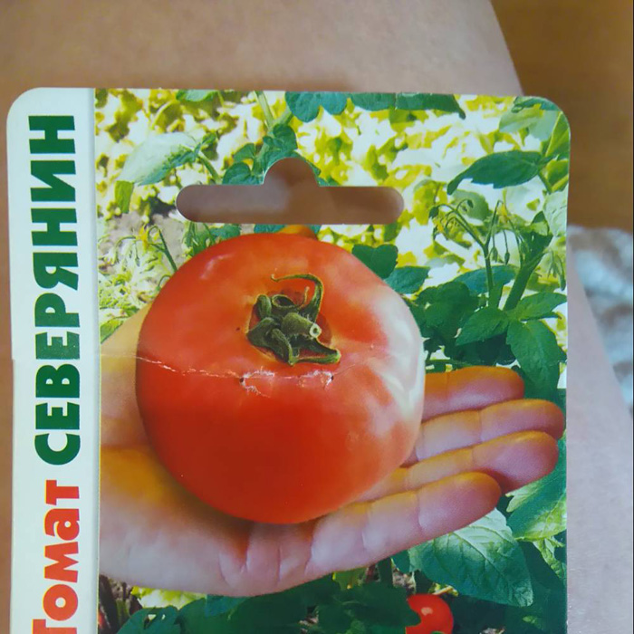 Когда сажать томаты в Подмосковье в 2022 году