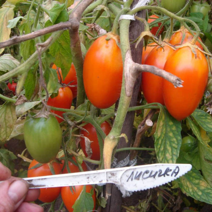 Когда сажать томаты в Сибири в 2023 году
