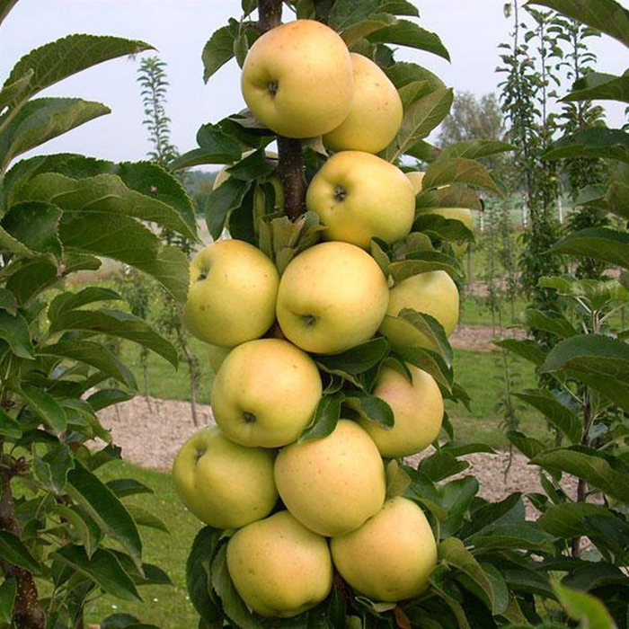 Колоновидные яблони (55 фото) – описание лучших сортов 2023 года
