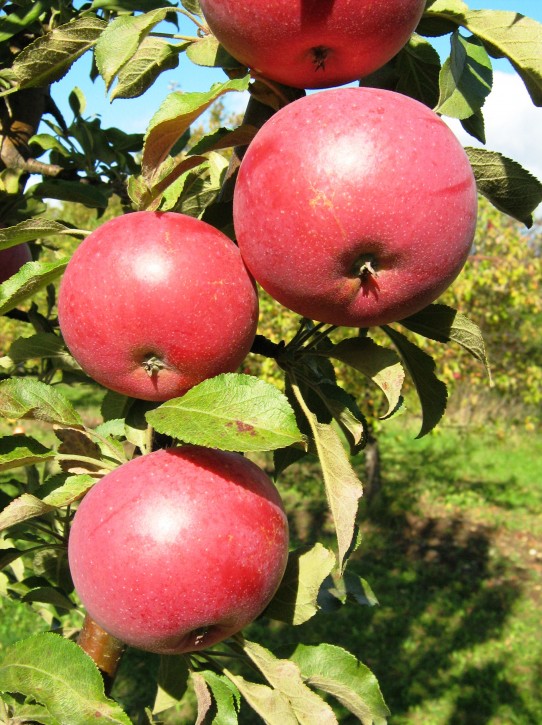 Колоновидные яблони (55 фото) – описание лучших сортов 2022 года