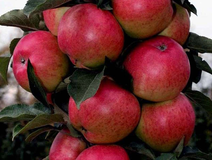 Колоновидные яблони (55 фото) – описание лучших сортов 2022 года
