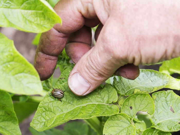 Колорадский жук: проверенные средства и препараты для борьбы с вредителем