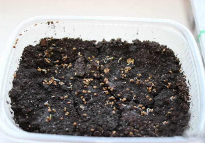 Корневой сельдерей (20 фото) – выращивание от посева до сбора урожая