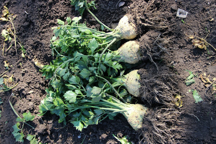 Корневой сельдерей (20 фото) – выращивание от посева до сбора урожая